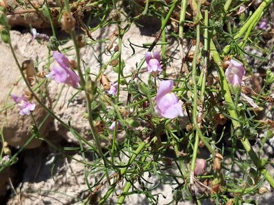 Antirrhinum barrelieri, photographed by Rafael Medina