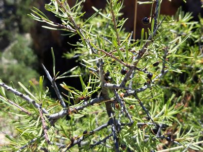Rhamnus lycioides, photographed by Rafael Medina