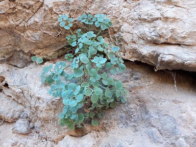 Sarcocapnos enneaphylla, photographed by Rafael Medina