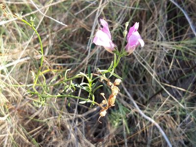 Antirrhinum barrelieri, photographed by Rafael Medina