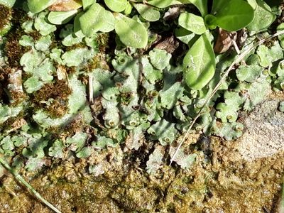Marchantia paleacea, photographed by Rafael Medina