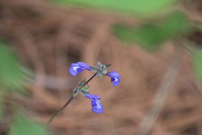 Salvia prunelloides, photographed by José Belem Hernández Díaz