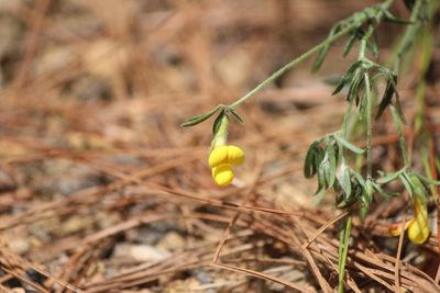 Acmispon oroboides, photographed by José Belem Hernández Díaz