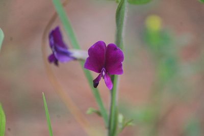 Cologania broussonetii, photographed by José Belem Hernández Díaz