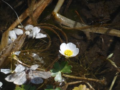 Ranunculus peltatus, photographed by Yves Bas