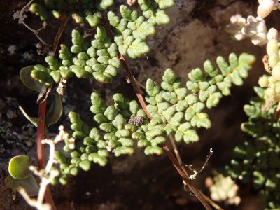 Aleuritopteris hispanica, photographed by Carminda Santos