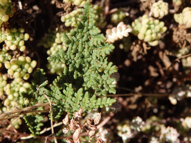 Aleuritopteris hispanica, photographed by Carminda Santos