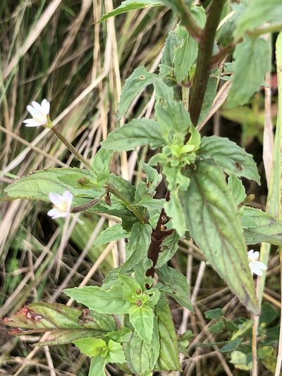 Epilobium roseum, photographed by Thomas Ebner
