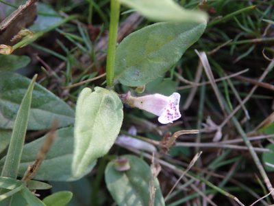 Scutellaria minor, photographed by Carminda Santos