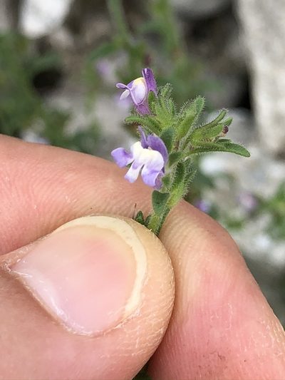 Chaenorhinum litorale, photographed by Thomas Ebner