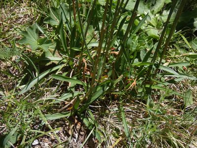 Armeria arenaria, photographed by Yves Bas