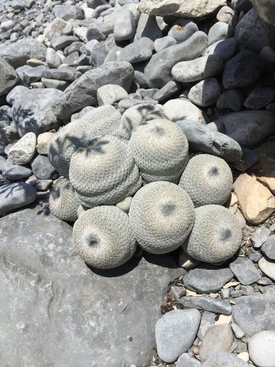 Epithelantha cryptica, photographed by Karla M. Benítez