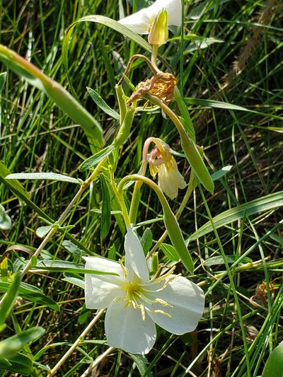 Oenothera nuttallii, photographed by Chris Friesen