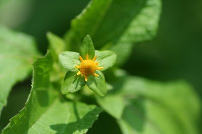 Melampodium perfoliatum, photographed by Luis F. Ramírez