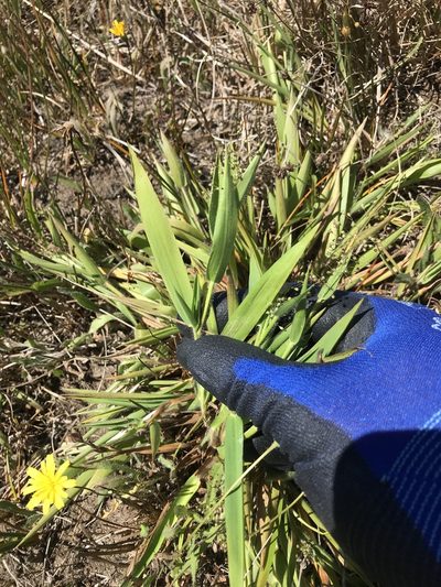 Dichanthelium lanuginosum, photographed by Marcus Tamura