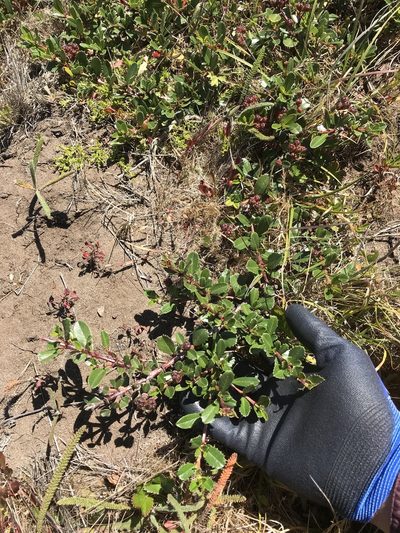 Ceanothus gloriosus, photographed by Marcus Tamura