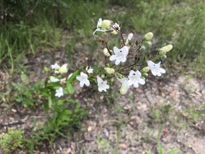 Penstemon multiflorus, photographed by novvictan