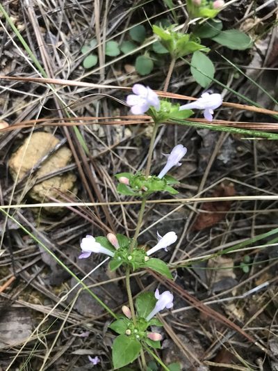 Clinopodium talladeganum, photographed by Brian Finzel