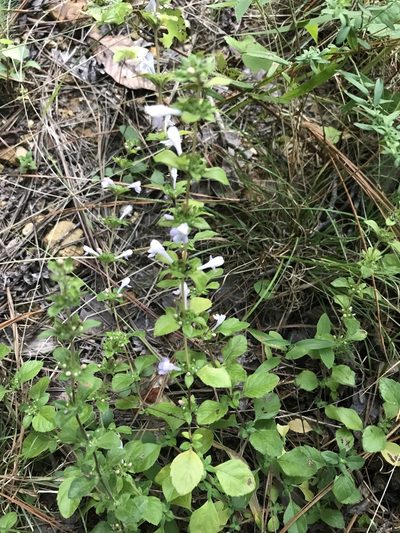 Clinopodium talladeganum, photographed by Brian Finzel