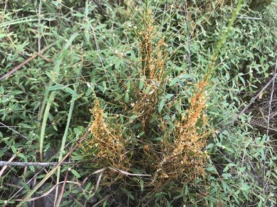 Cuscuta harperi, photographed by Brian Finzel