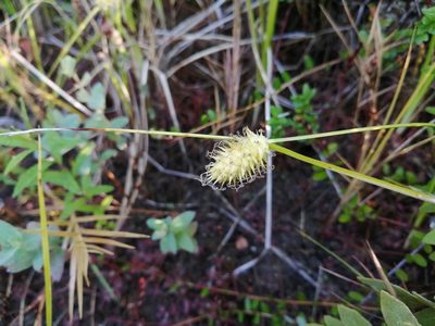 Carex bullata, photographed by agbelliveau