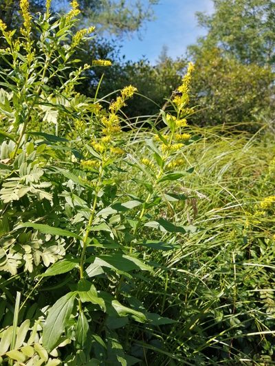 Solidago latissimifolia, photographed by agbelliveau