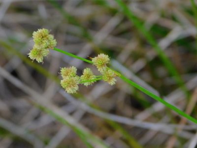 Juncus scirpoides, photographed by Jade Fortnash