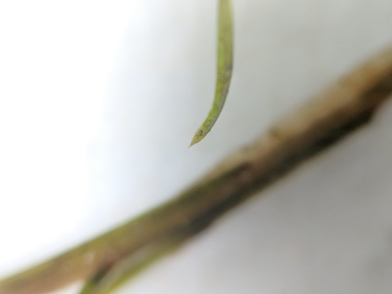 Potamogeton strictifolius, photographed by Alex Graeff