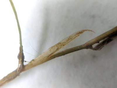 Potamogeton strictifolius, photographed by Alex Graeff