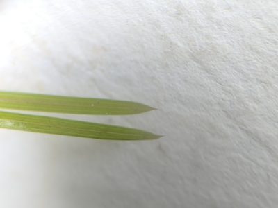 Potamogeton strictifolius, photographed by Alex Graeff