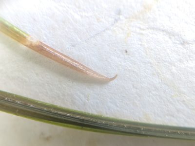 Potamogeton strictifolius, photographed by Alex Graeff