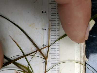 Potamogeton strictifolius, photographed by Alex Graeff