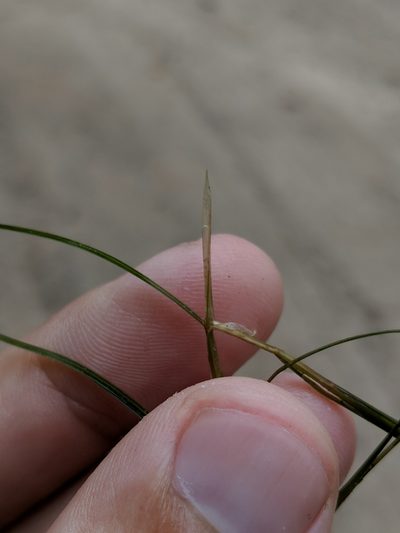 Potamogeton strictifolius, photographed by Alex Graeff