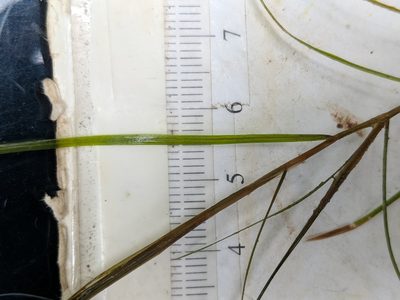 Potamogeton strictifolius, photographed by Alex Graeff