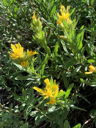 Ericameria bloomeri, photographed by Leah Gardner