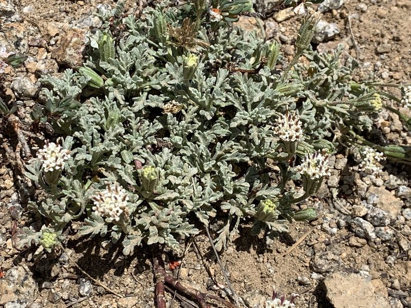 Chaenactis alpigena, photographed by Leah Gardner