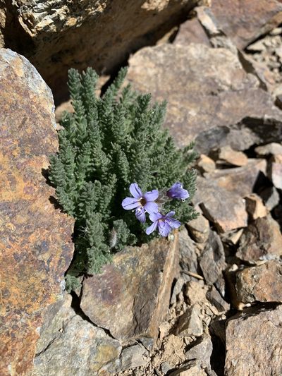 Polemonium chartaceum, photographed by Andrew Lie