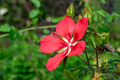 Hibiscus coccineus, photographed by Troy B