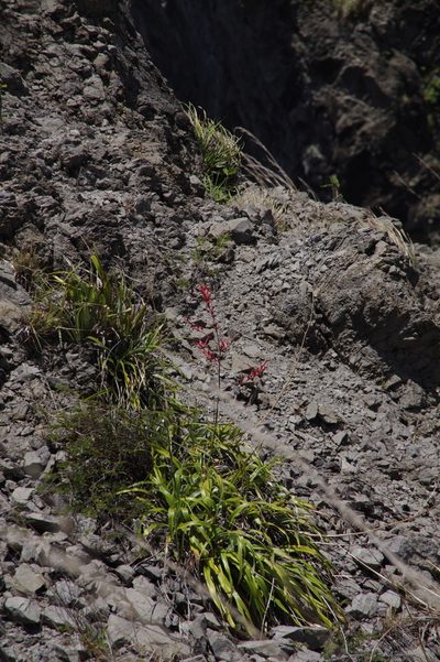 Pitcairnia angustifolia, photographed by Eric Knight