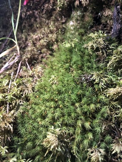 Bartramia halleriana, photographed by rosaceae_roberts