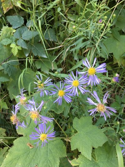 Symphyotrichum eatonii, photographed by Harry Podschwit