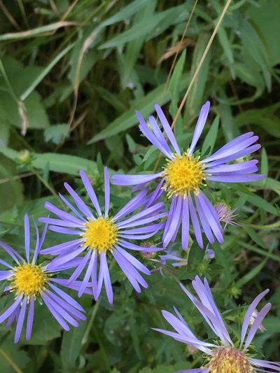 Symphyotrichum eatonii, photographed by Harry Podschwit