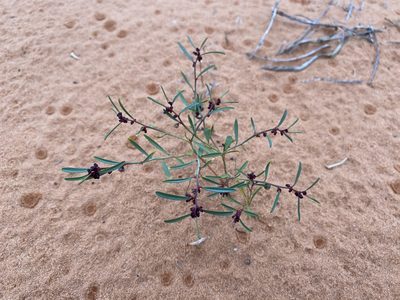 Phyllanthus warnockii, photographed by Matt Berger