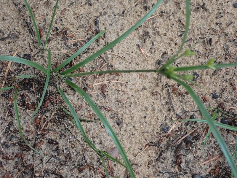 Cyperus schweinitzii, photographed by Mary Krieger
