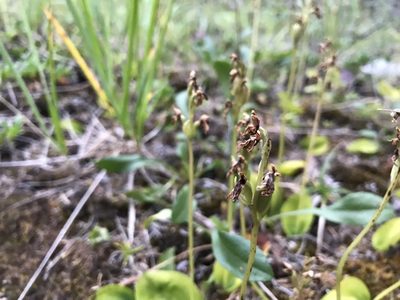 Galearis rotundifolia, photographed by Caleb Catto