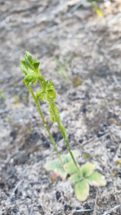 Pterostylis mutica, photographed by Rosalie Lawrence