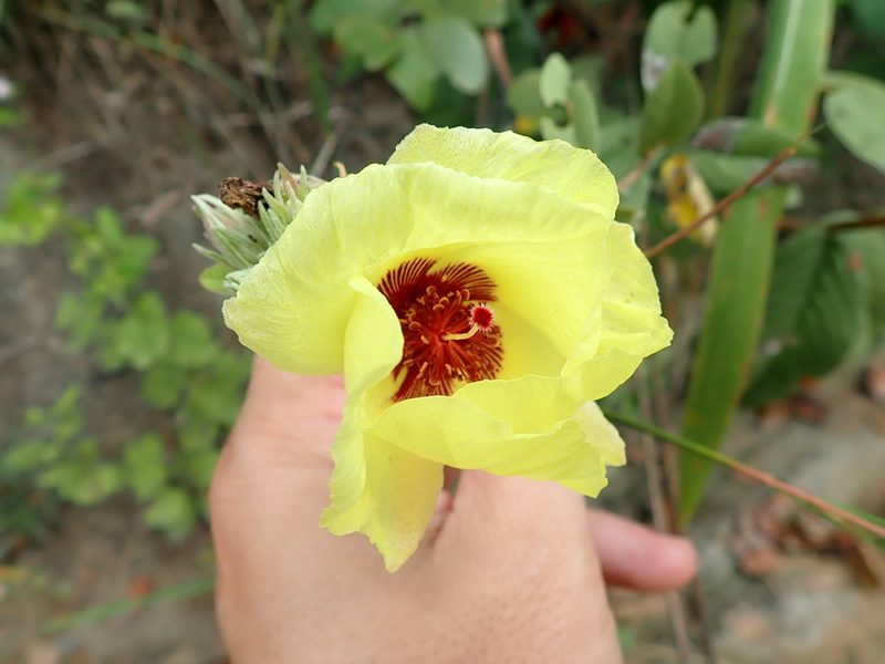 Cienfuegosia affinis, photographed by Tsssss