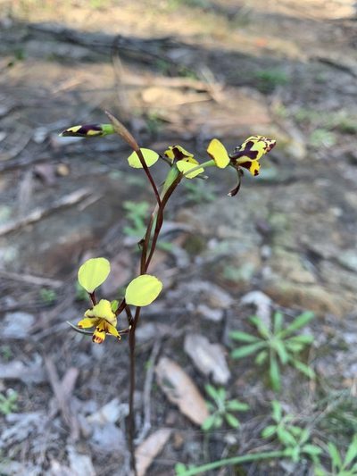 Diuris maculata, photographed by Lukas Clews