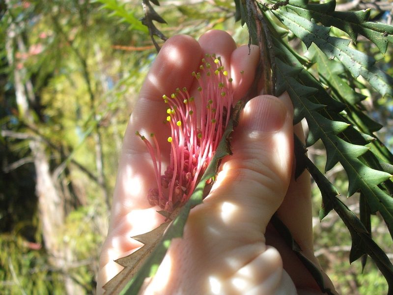 Grevillea aspleniifolia, photographed by Stephen Thorpe