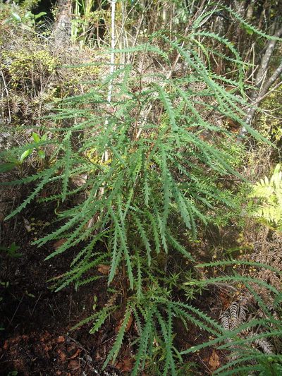 Grevillea aspleniifolia, photographed by Stephen Thorpe